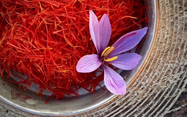 زعفران گران گردید
