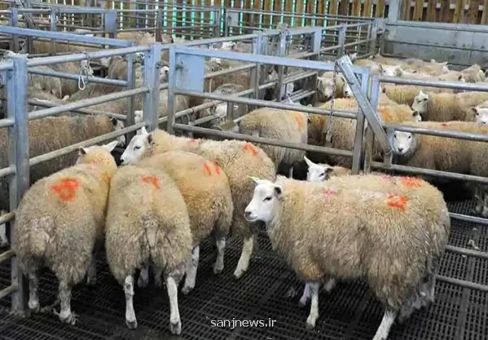 قیمت جدید دام زنده امروز ۳۱ تیر ۱۴۰۵