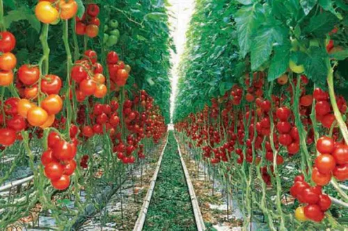 ردیف بودجه اختصاصی برای تولید محصولات ارگانیک ضروریست